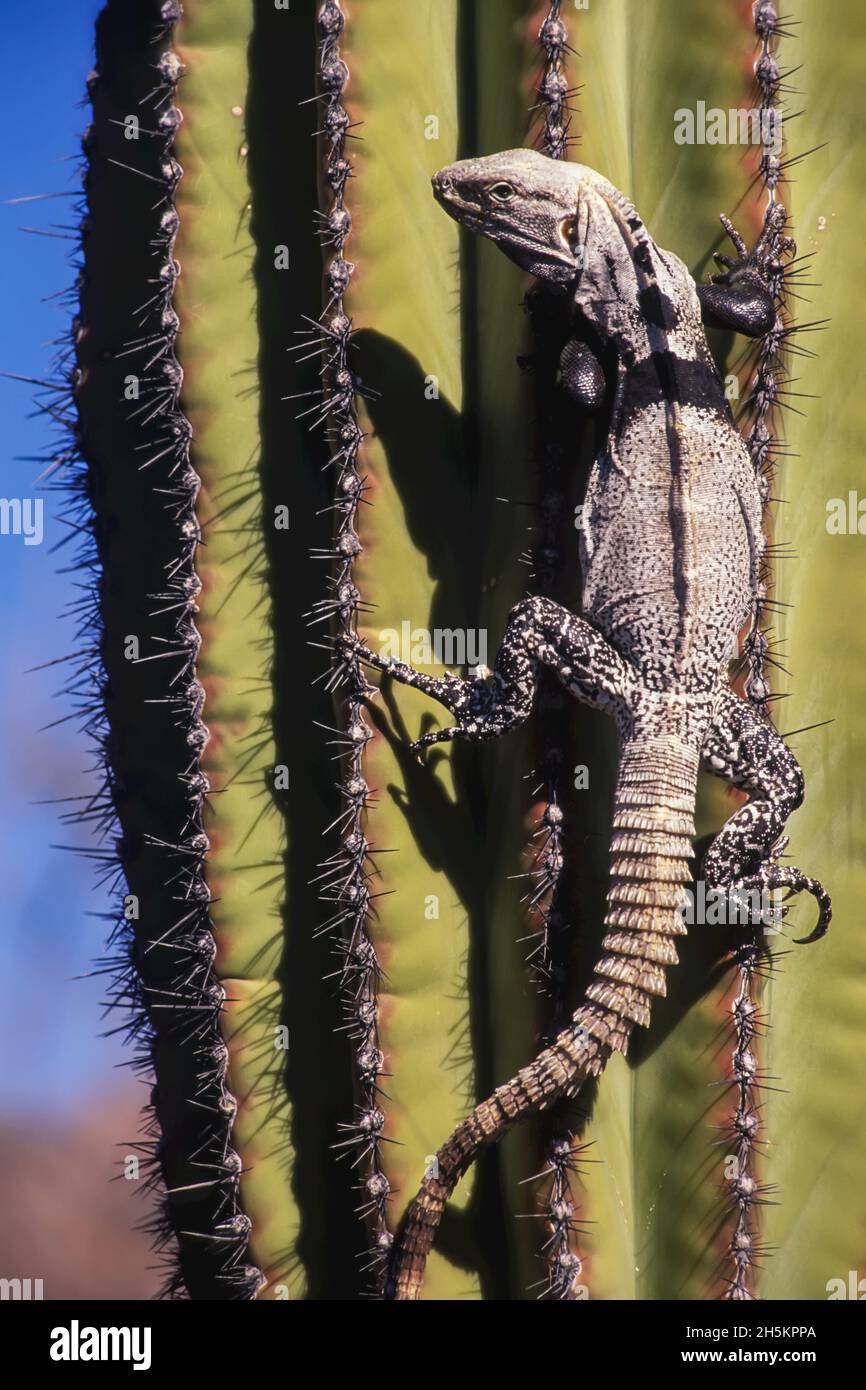 A spiny-tailed iguana climbing a cardon cactus. Stock Photo