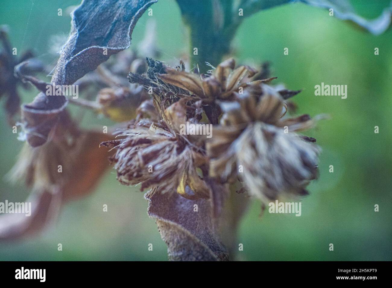 Closeup shot of Wilted Bidens tripartita plant covered with cobwebs in autumn in Toksovo, Russia Stock Photo
