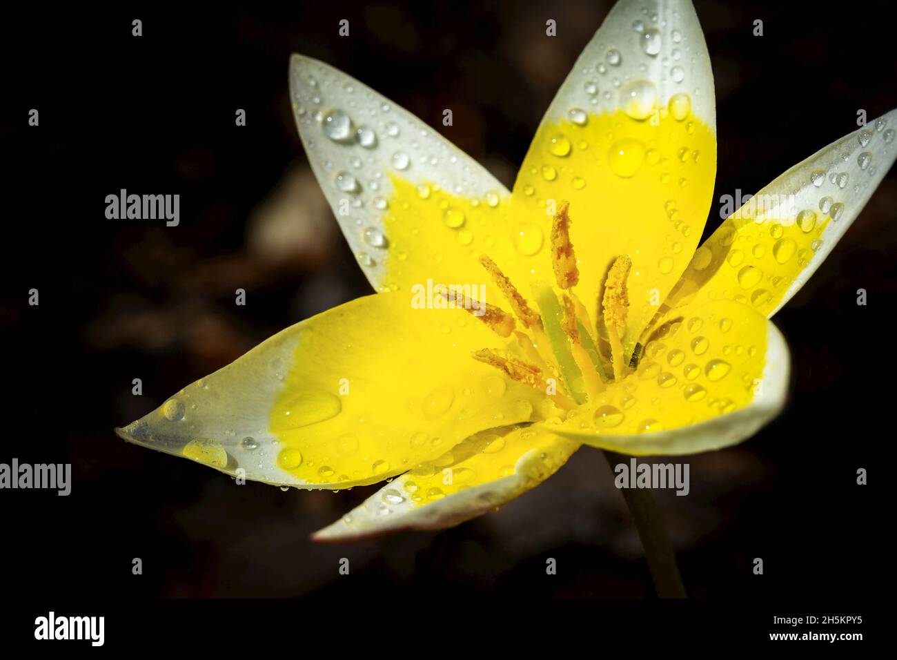 Extreme closeup of a bright yellow flower with white tips and water