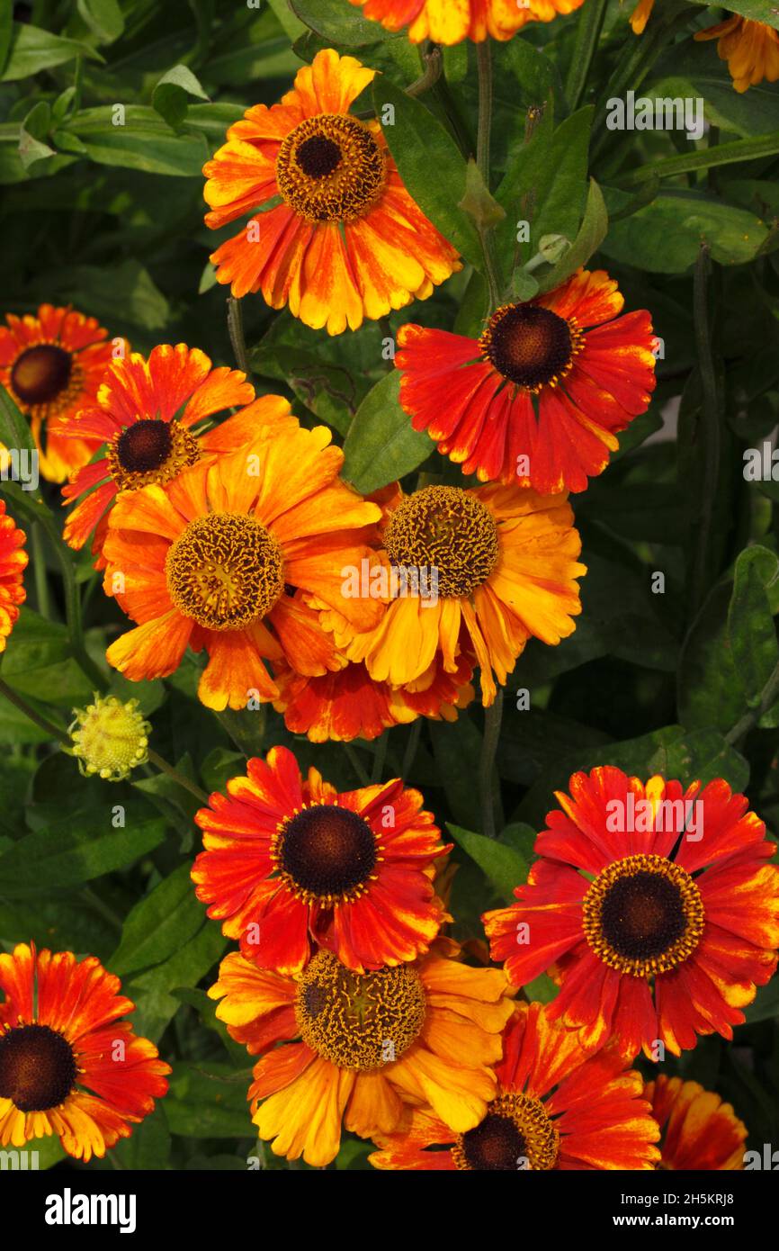 Helenium Sahin's Early Flowering. Sahins. Stock Photo