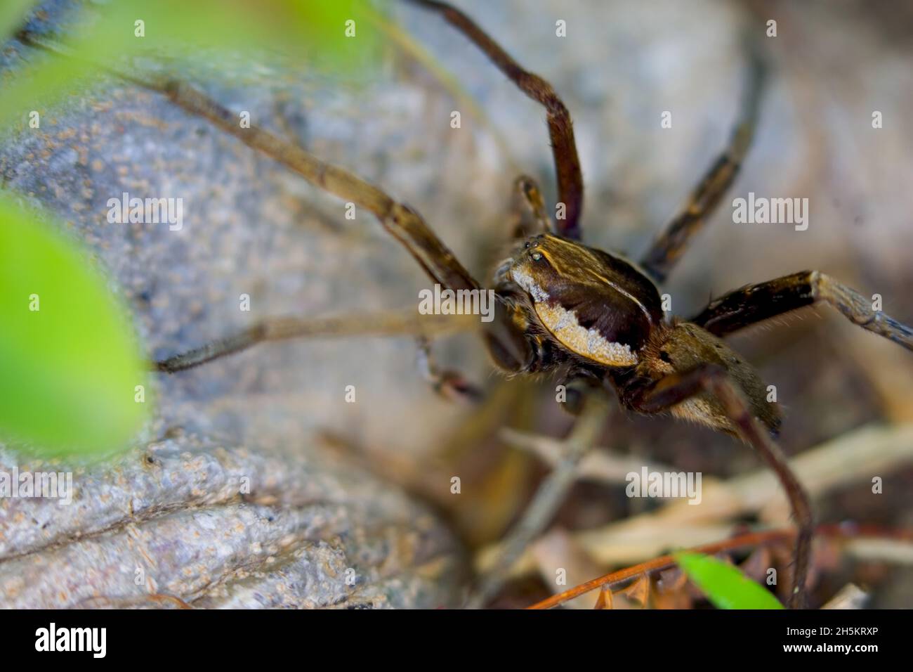 A spider walks along the forest floor. Stock Photo