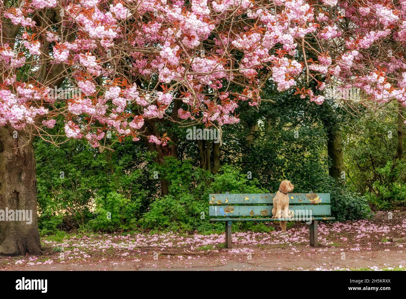 A blond Cockapoo dog sits on a park bench along a path in springtime ...