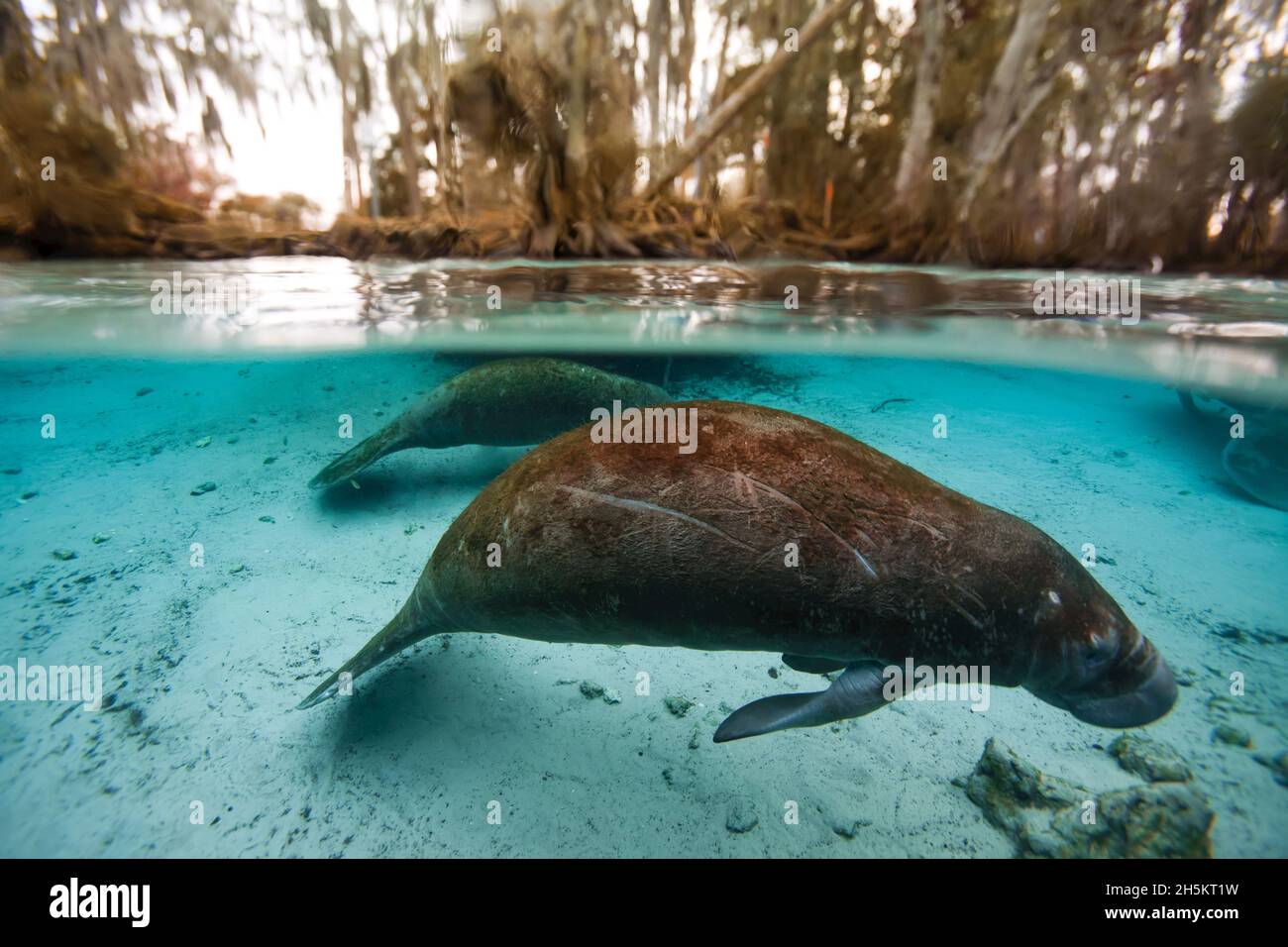 Pair of scarred manatees swim just below the surface of Crystal River. Stock Photo