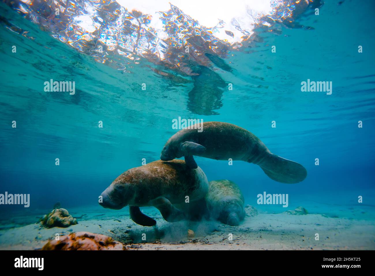 A pair of manatees swim together at Three Sisters Springs. Stock Photo