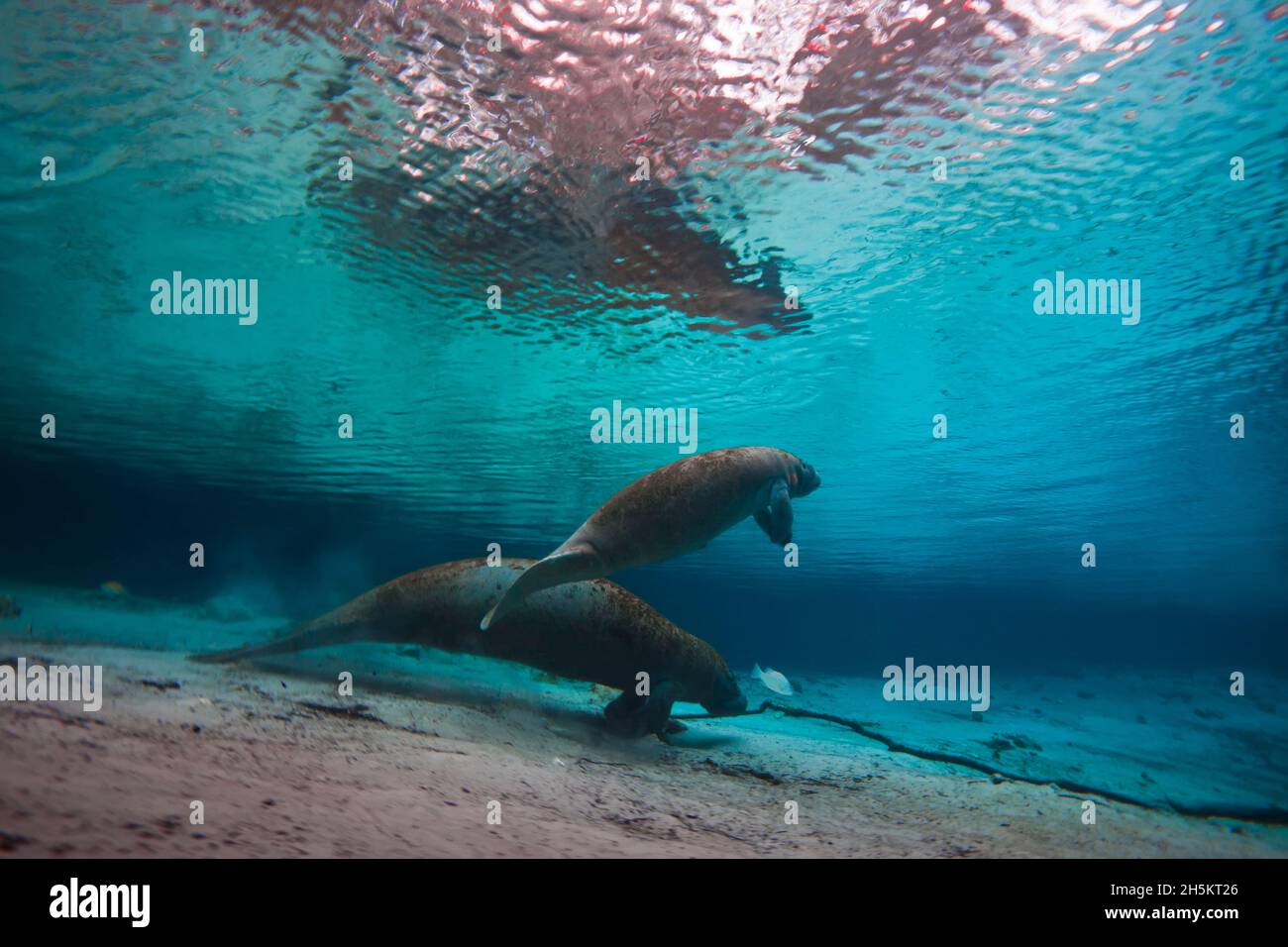 Two West Indian manatees swim alongside one another. Stock Photo