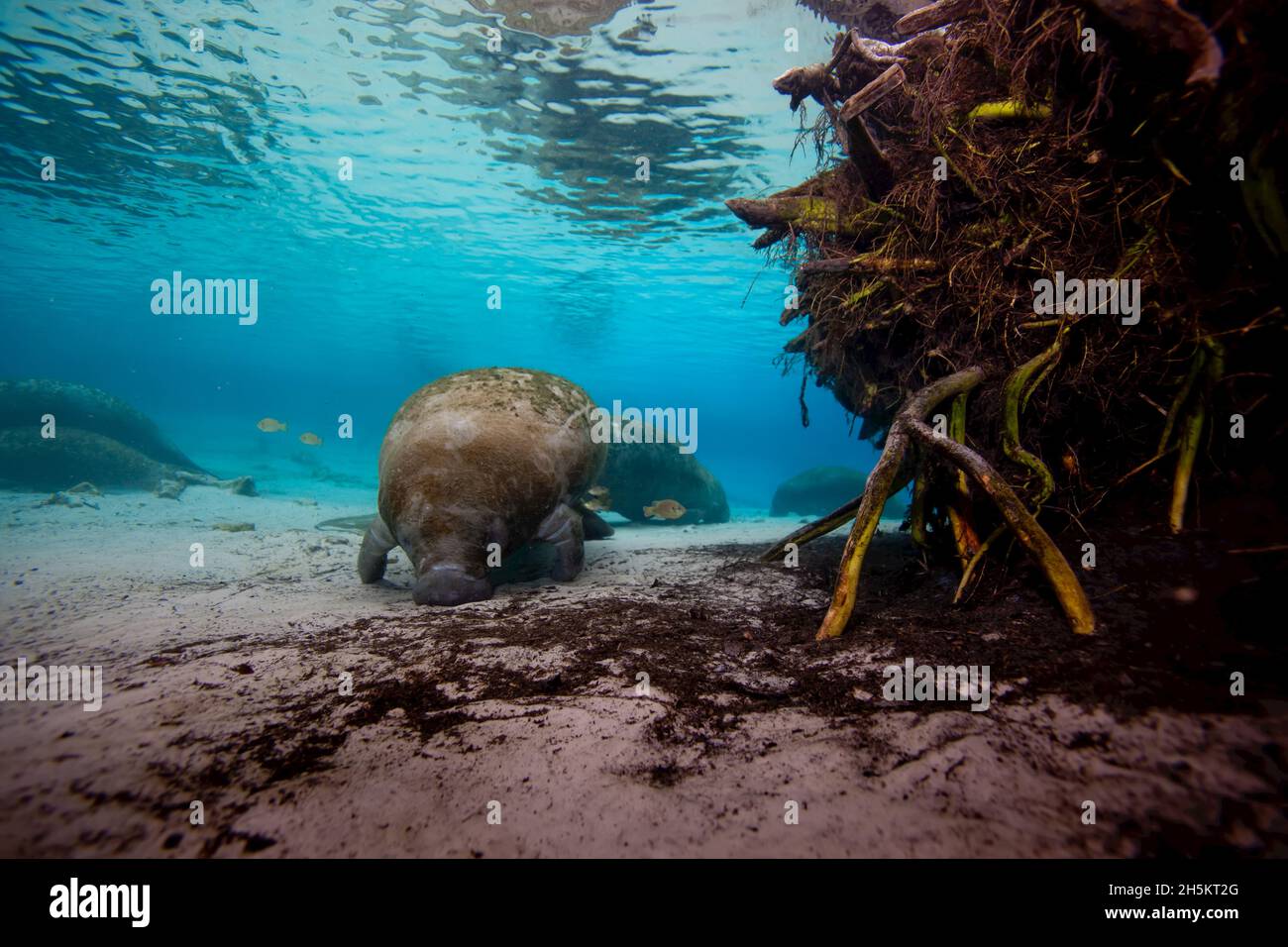 Manatees swim along the sandy floor of Crystal River. Stock Photo