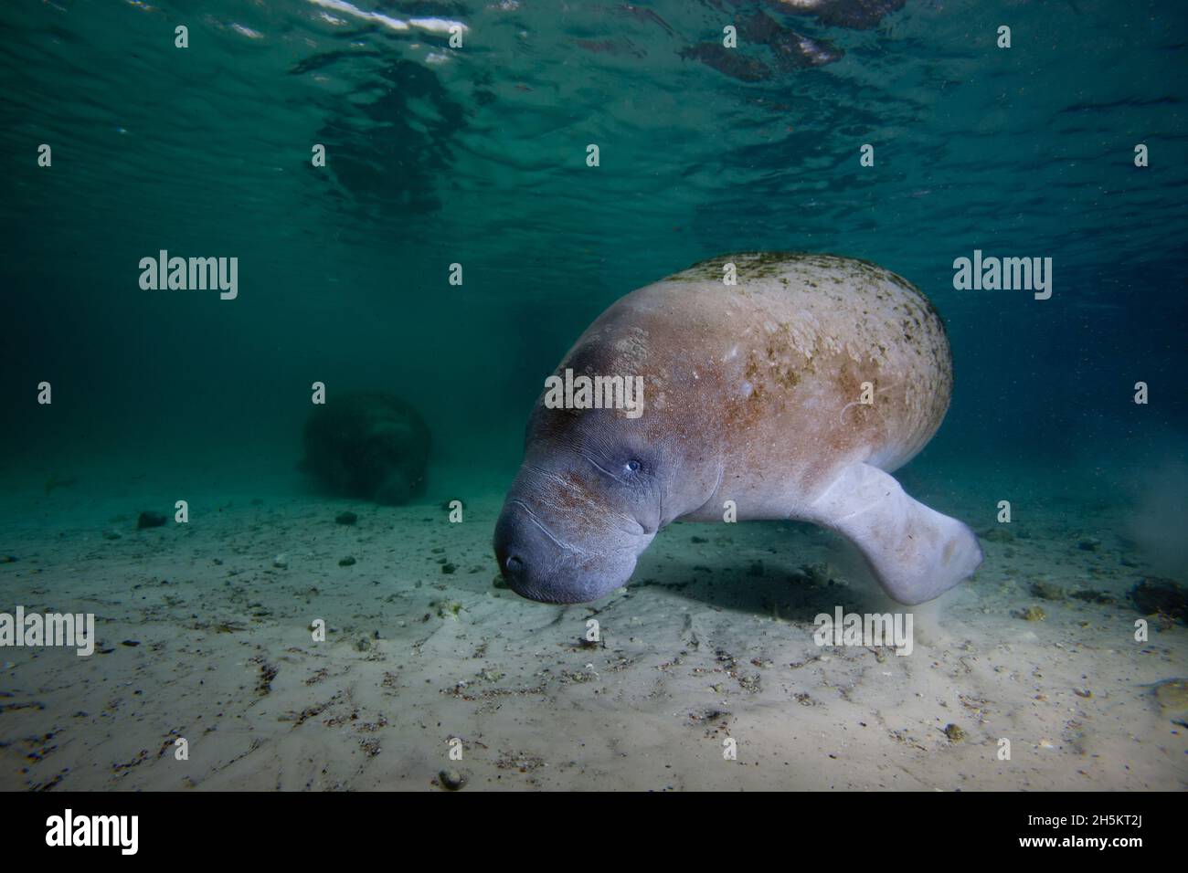 West Indian manatees forage on the bottom of a waterway. Stock Photo