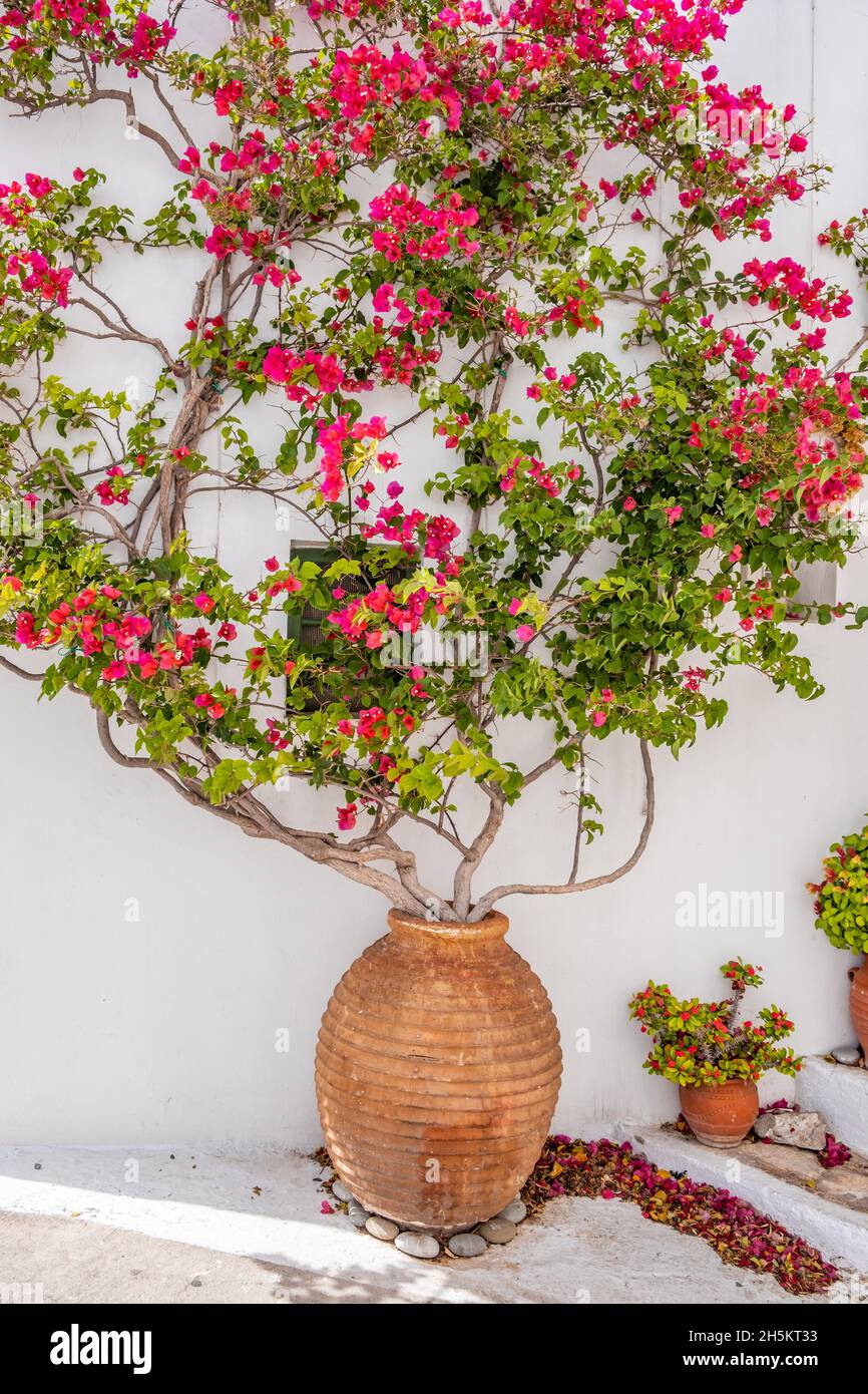 Bougainvillea wall hi-res stock photography and images - Alamy