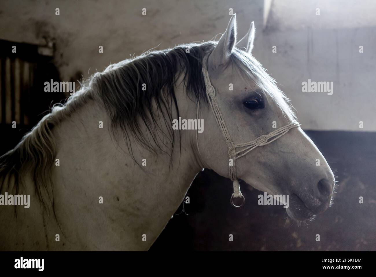A Lipizzaner horse in it's stable. Stock Photo