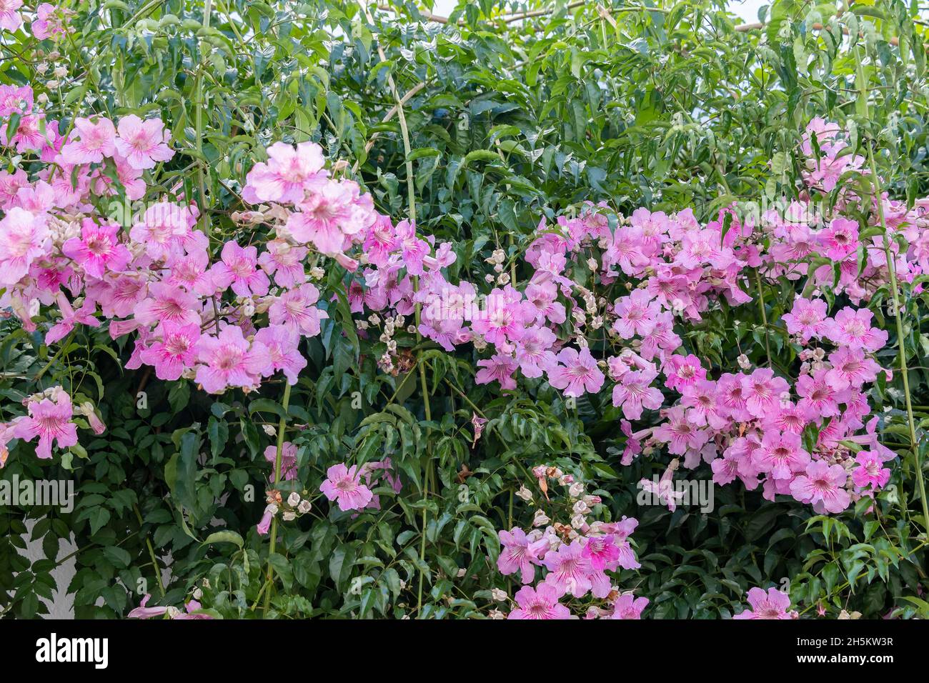 Podranea ricasoliana, called the pink trumpet vine, is a species of flowering plant in the genus Podranea, native to South Africa Stock Photo