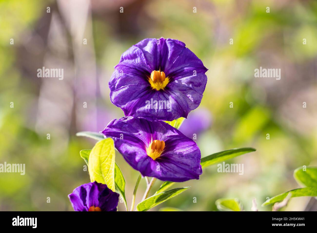 Lycianthes rantonnetii, the blue potato bush or Paraguay nightshade, is a species of flowering plant in the nightshade family Solanaceae, native to So Stock Photo