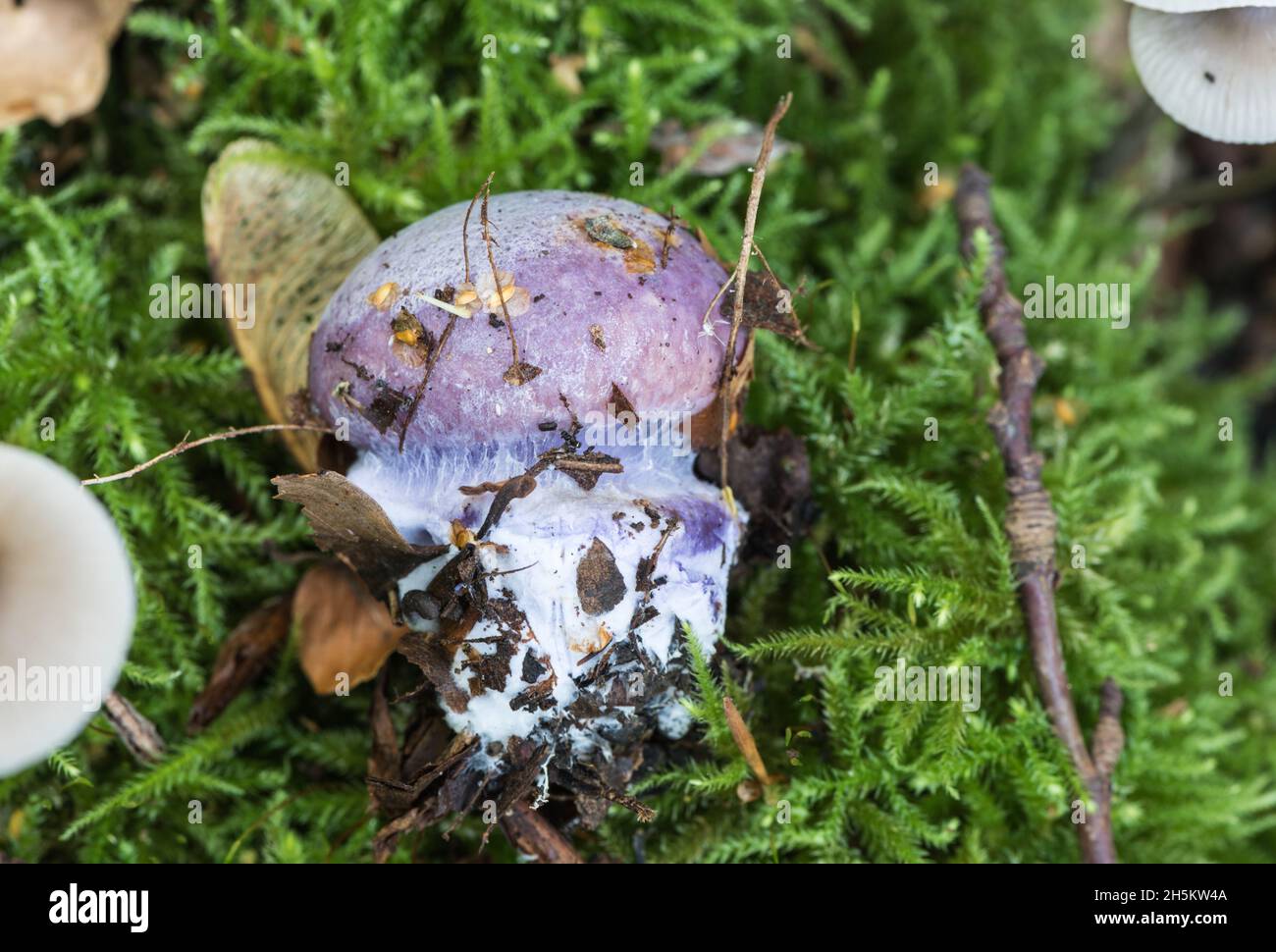 An emerging fungus with a sticky cap, certainly a Cortinarius sp. and probably Cortinarius caerulescens or possibly C.violaceus Stock Photo