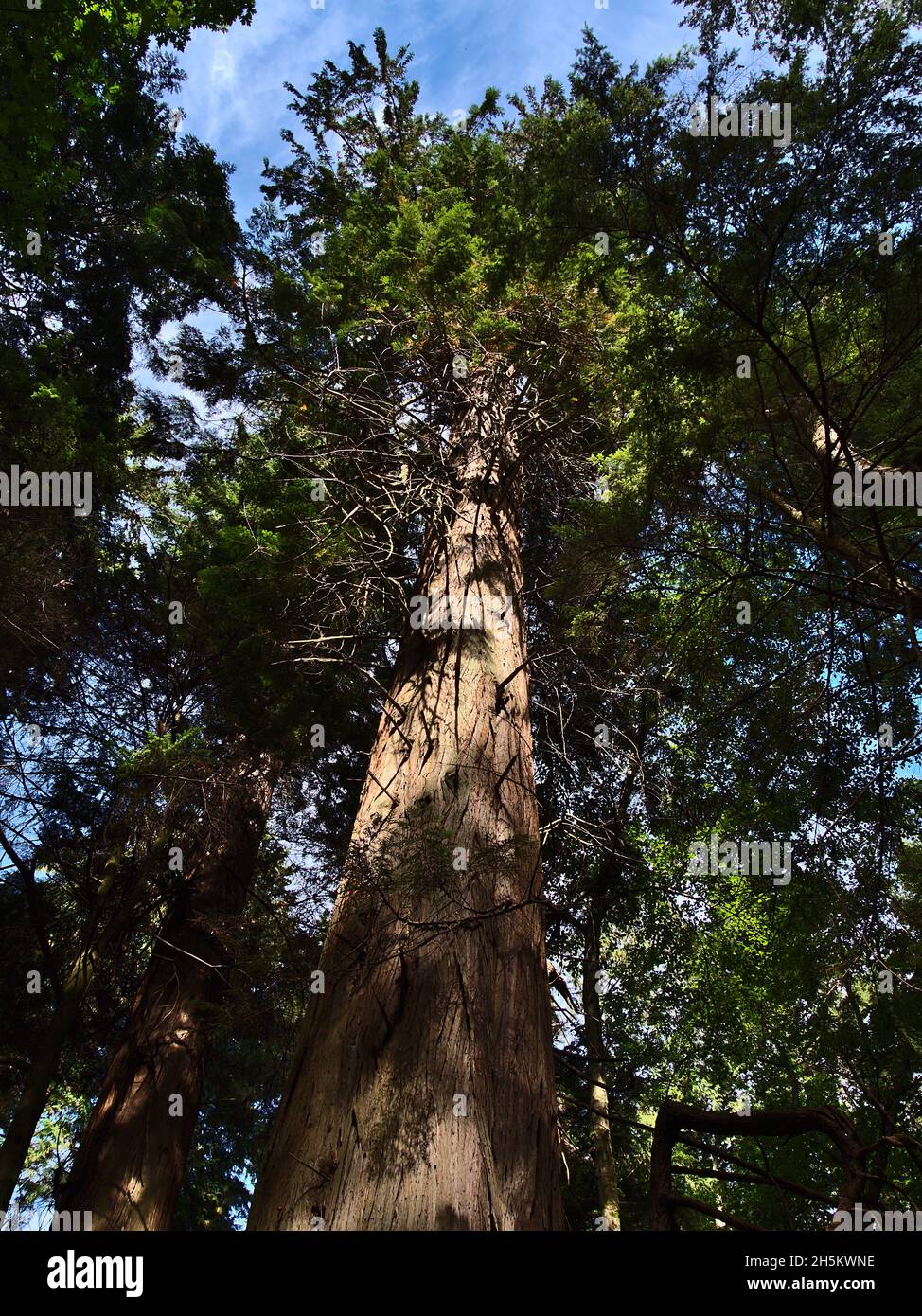 Beautiful low angle view of majestic western red cedar (Thuja plicata) in an old forest in Lighthouse Park, West Vancouver, British Columbia, Canada. Stock Photo