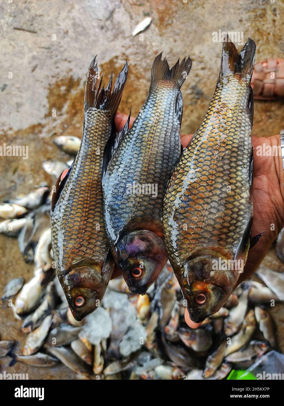 Mans hand holding fishing hi-res stock photography and images - Alamy