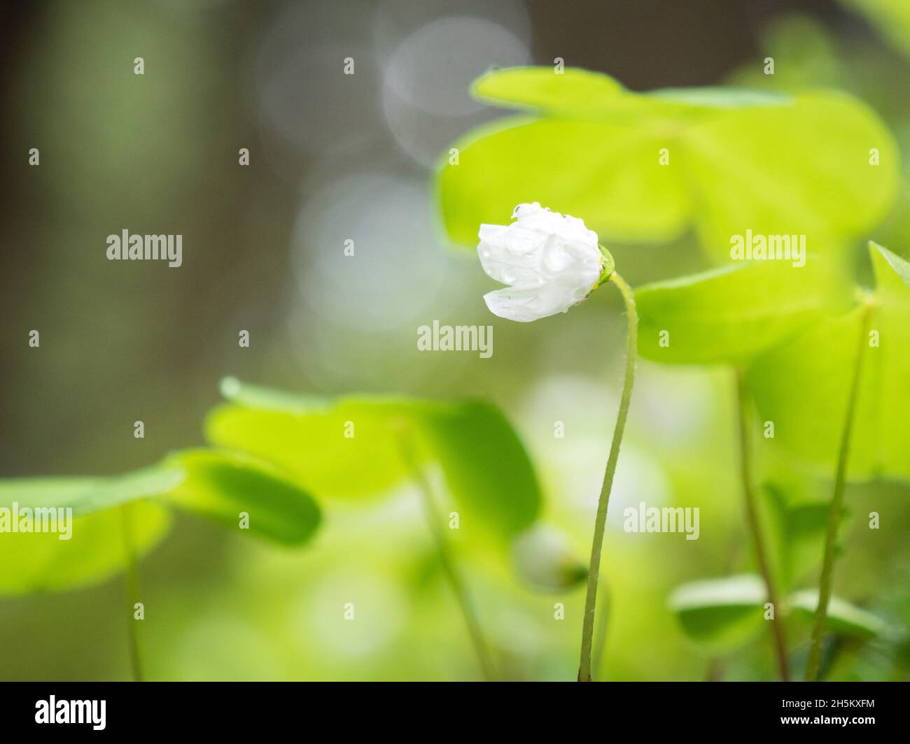 White flower of wood sorrel Stock Photo