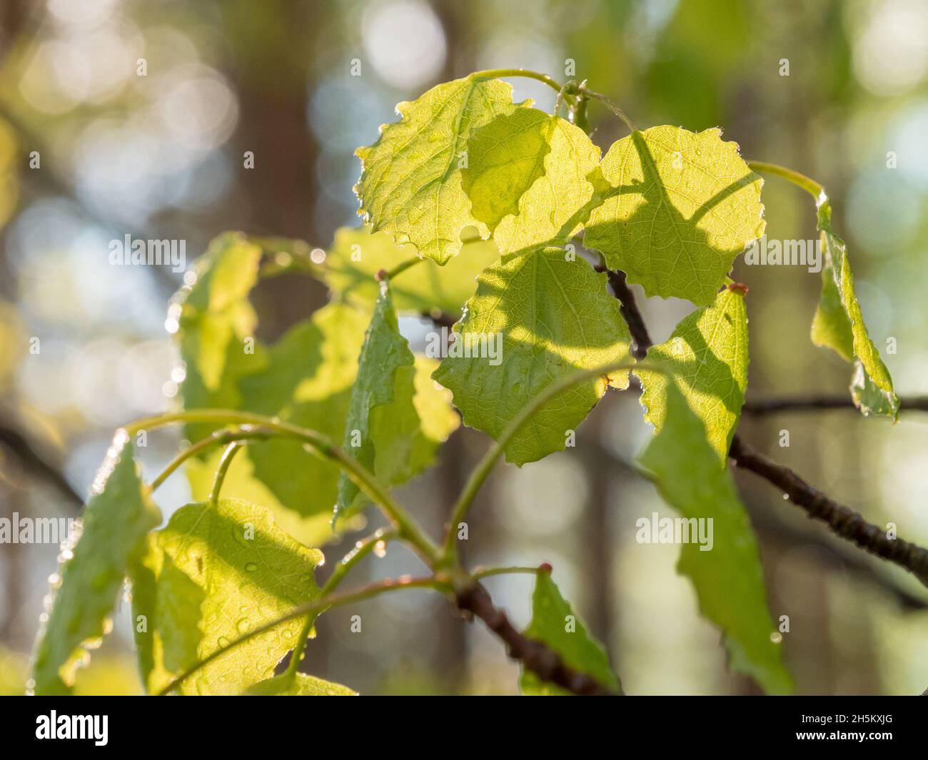 Wet leaves of European aspen in forest Stock Photo