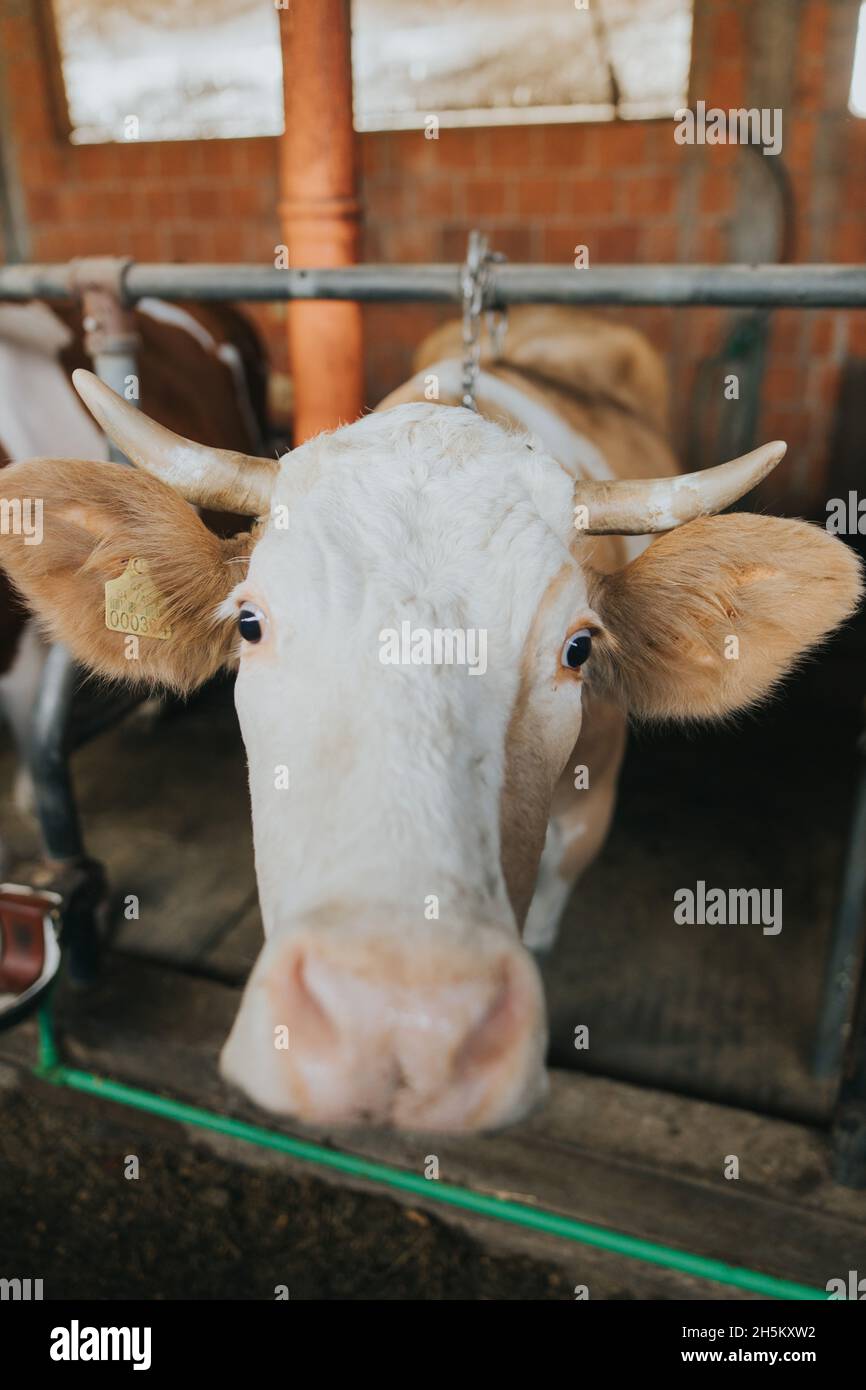 Vertical portrait of a domestic bull in a barn Stock Photo - Alamy