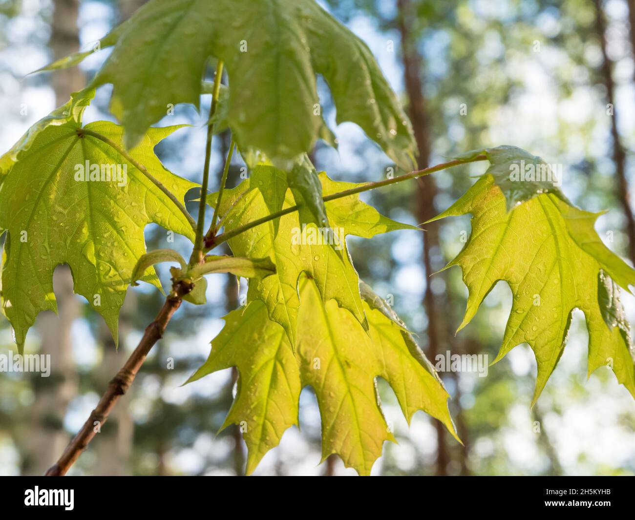 Leaves of Norway maple Stock Photo