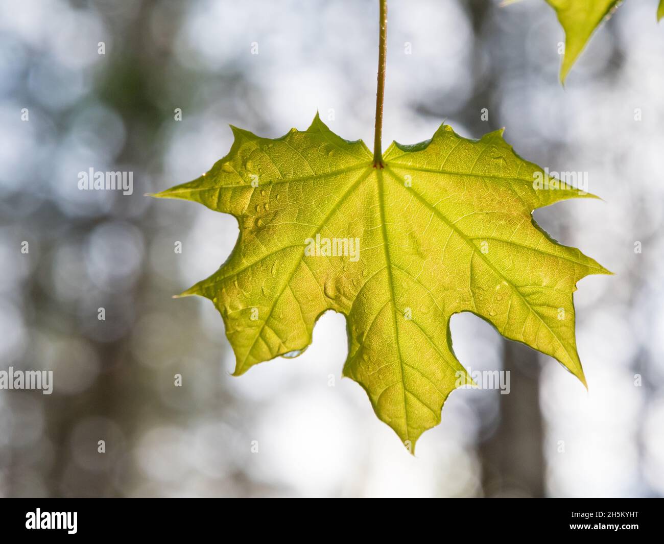 Norway maple leaf hanging downwards Stock Photo