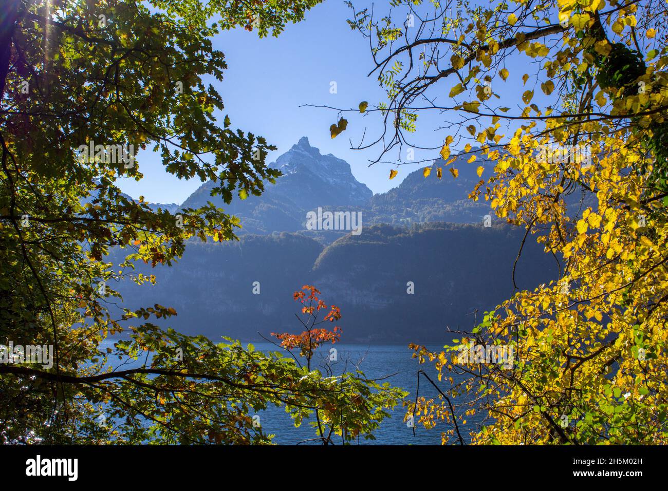 Color forests hi-res stock photography and images - Alamy