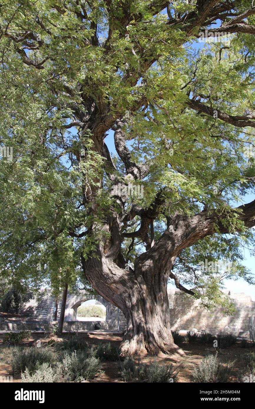 The rosewood Tipuana Tipu tree at Kolossi Castle, Cyprus Stock Photo