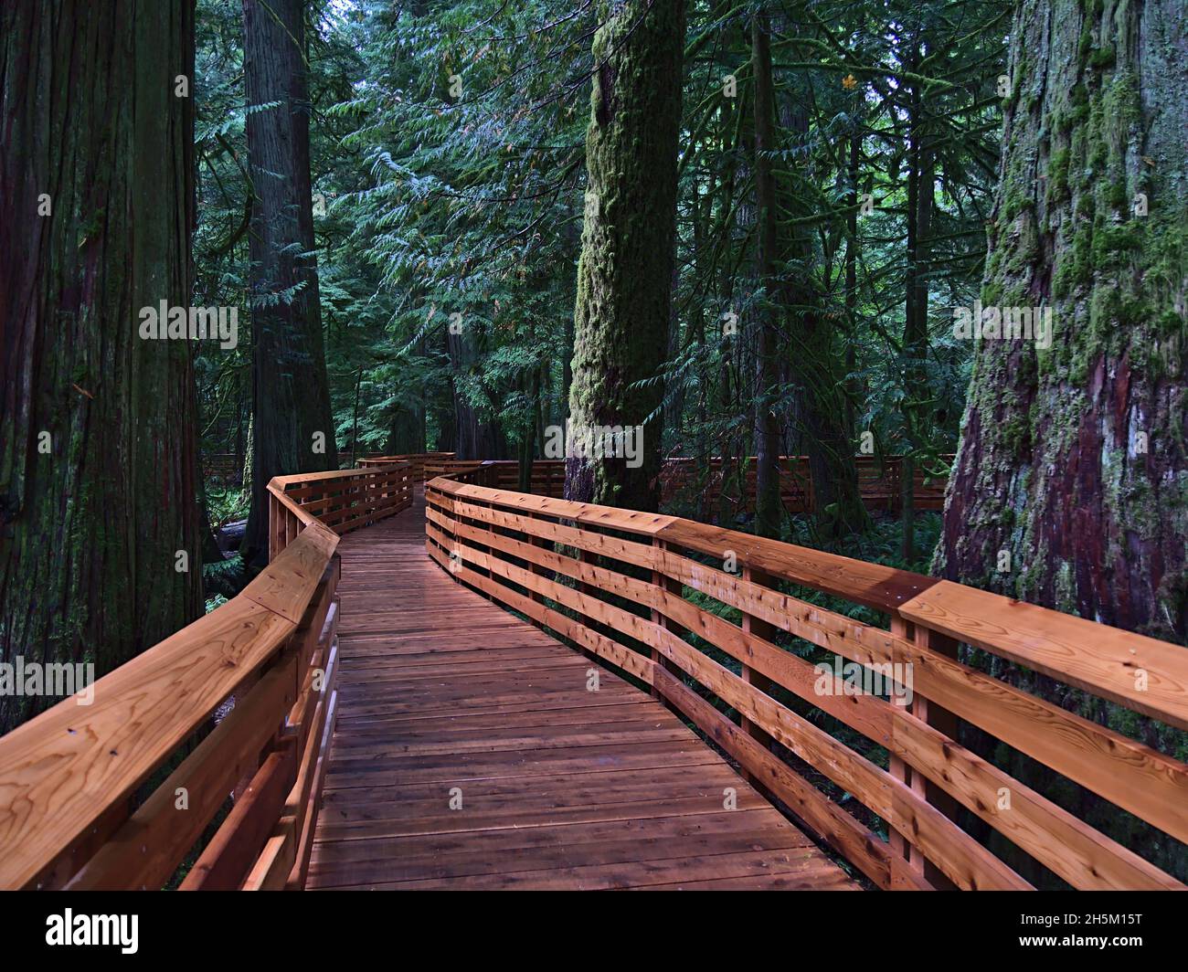 Diminishing perspective of wooden boardwalk leading through old forest with western red cedar trees at Cathedral Grove, Vancouver Island, BC, Canada. Stock Photo