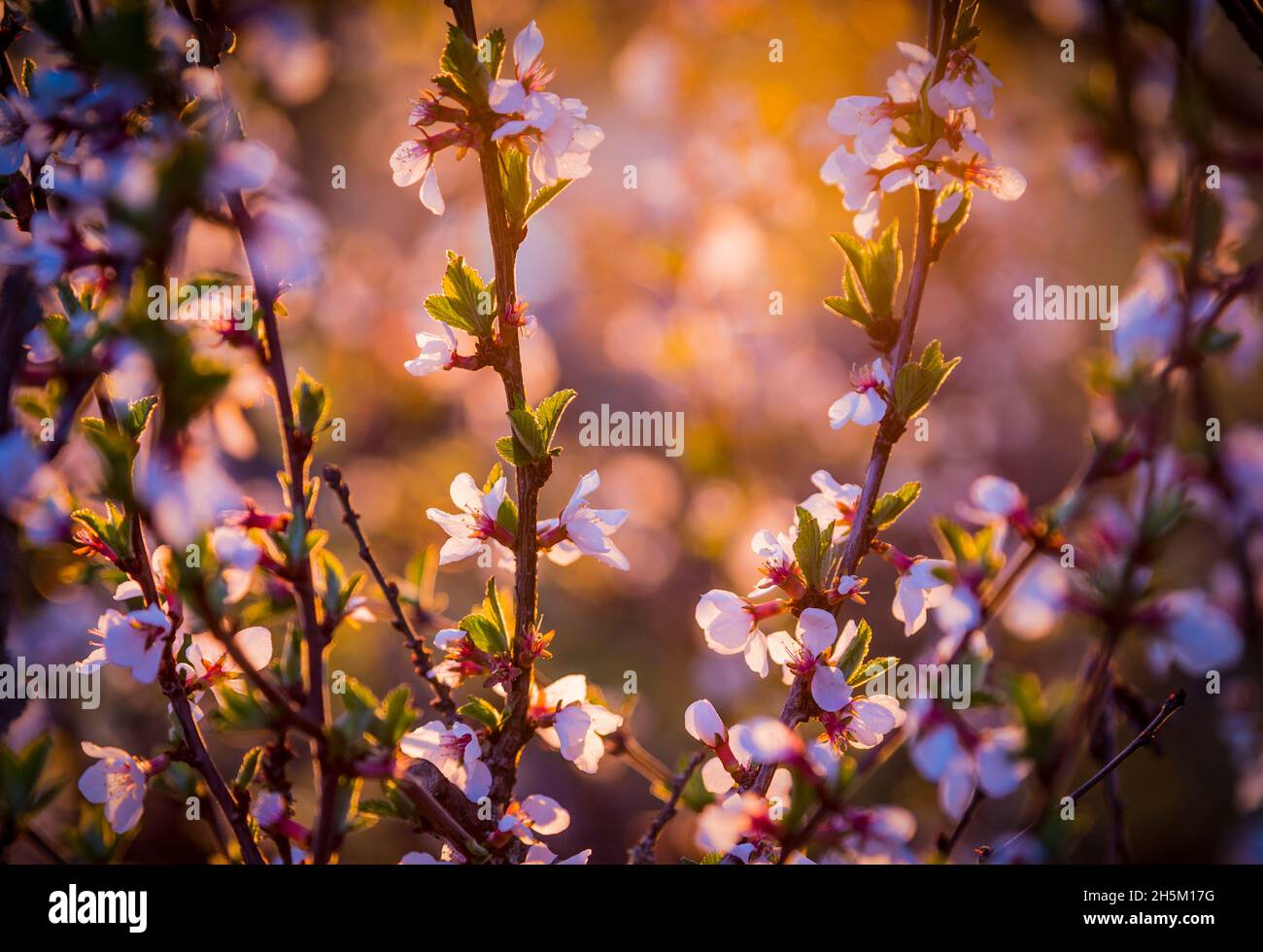 Flowers of nanking cherry prunus tomentosa on the backlight of sunset. Spring background Stock