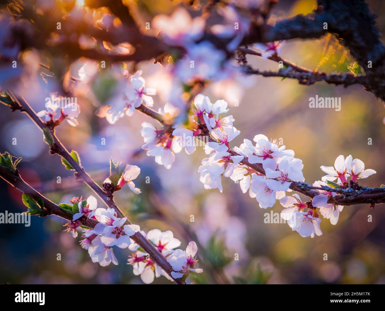 Flowers of nanking cherry prunus tomentosa on the backlight of sunset. Spring background Stock