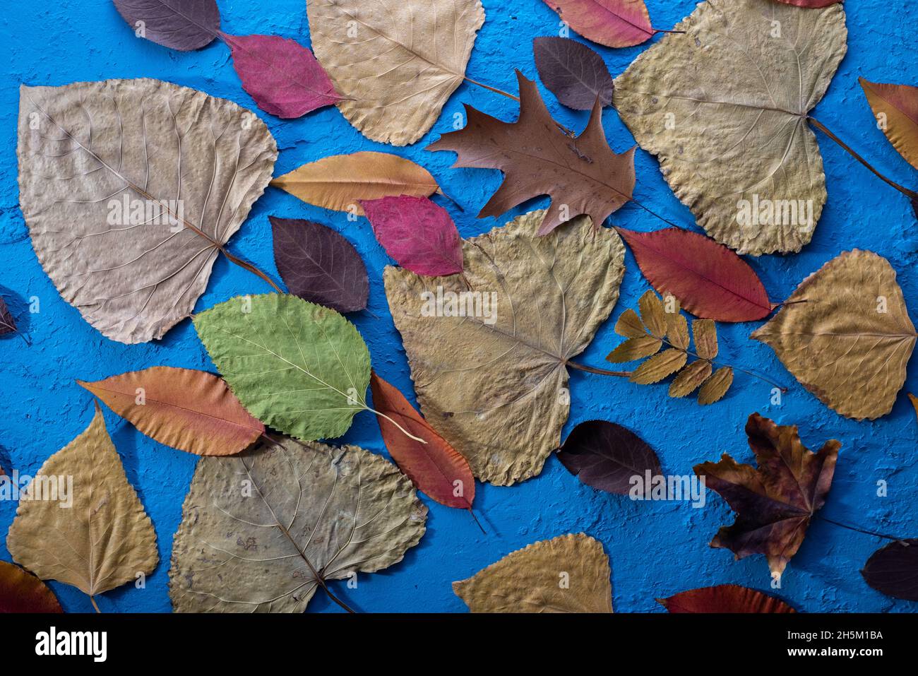 Autumn leaves with the blue sky background Stock Photo - Alamy