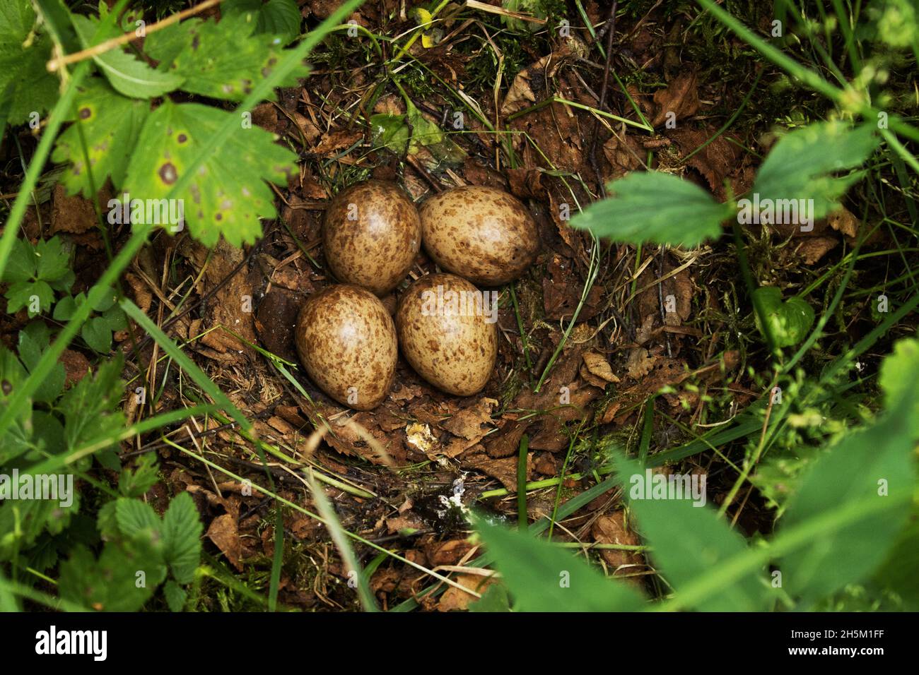 A nest with four eggs of a Eurasian woodcock, Scolopax rusticola in Estonian boreal forest during breeding season. Stock Photo