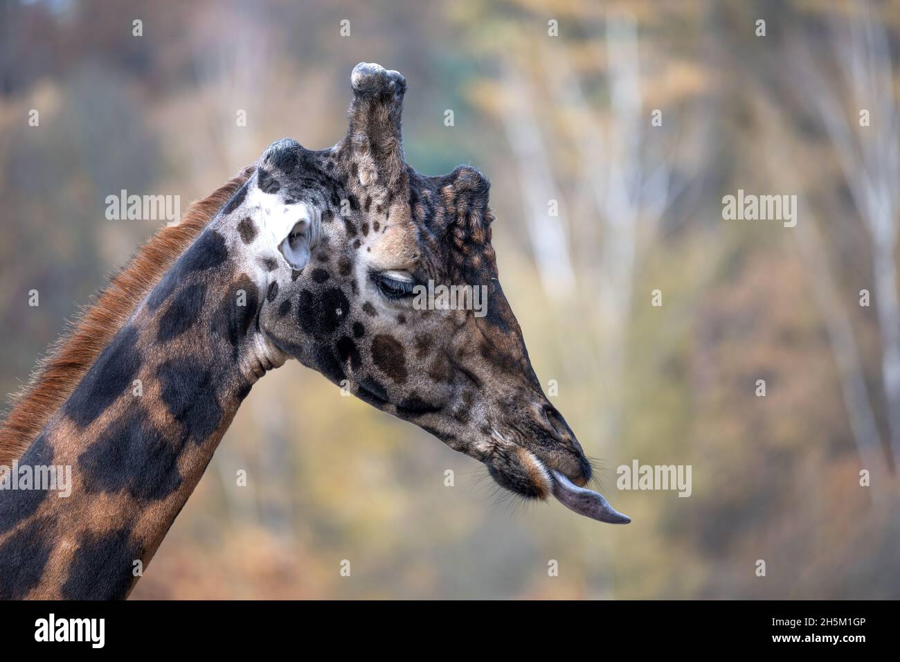 Portrait of a giraffe in the park. Stock Photo