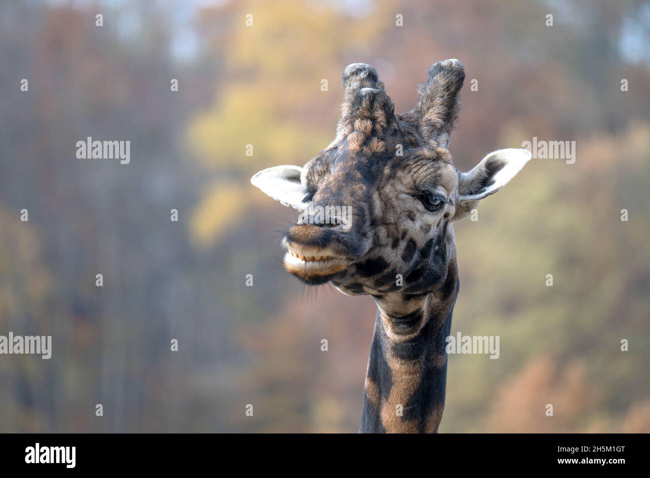 Portrait of a giraffe in the park. Stock Photo