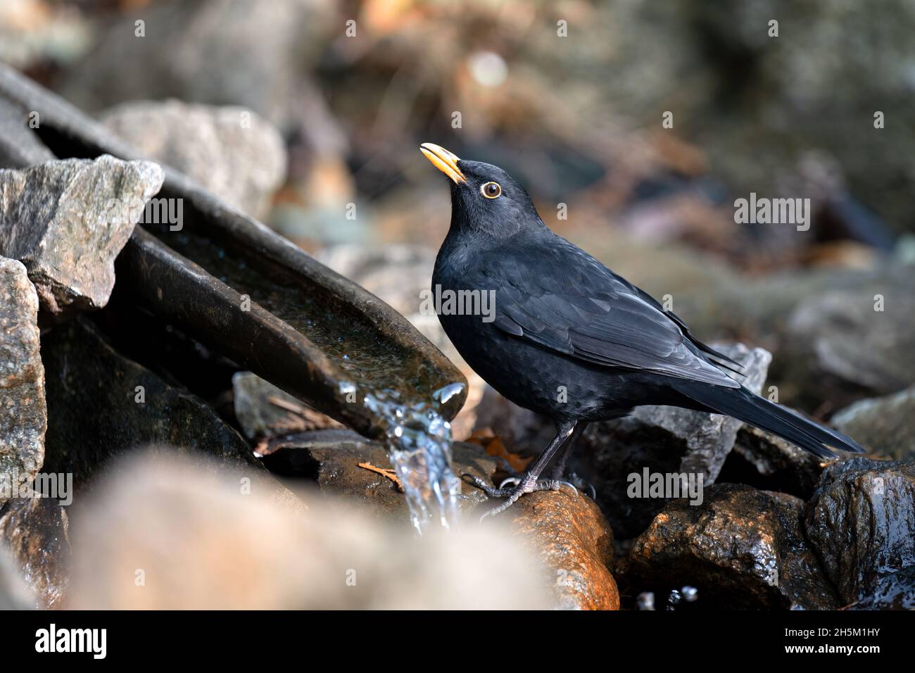 Blackbird. Black-colored bird in its natural habitat on green spring .grass. Stock Photo