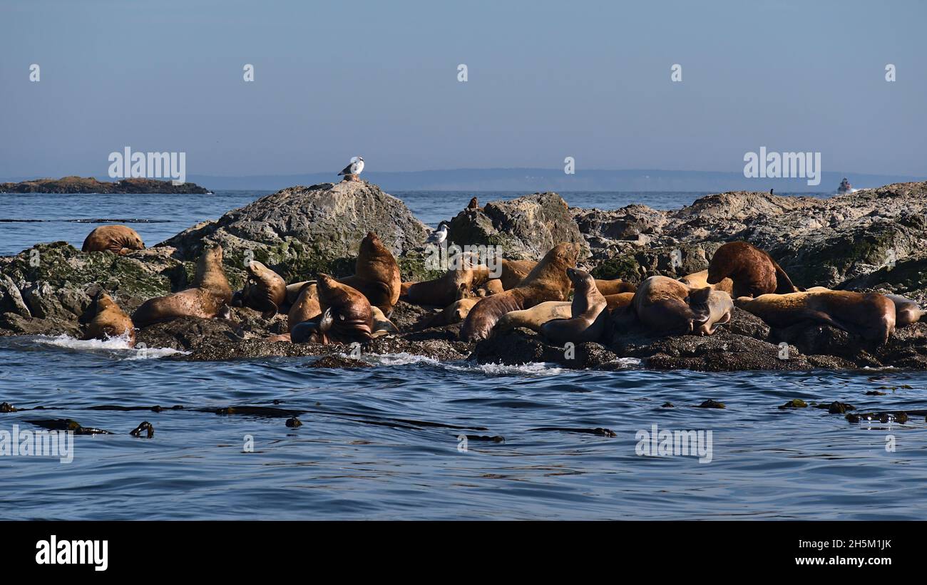 Small remote island with rocks in the Salish Sea near Vancouver Island, British Columbia, Canada with a small colony of sunbathing sea lions. Stock Photo