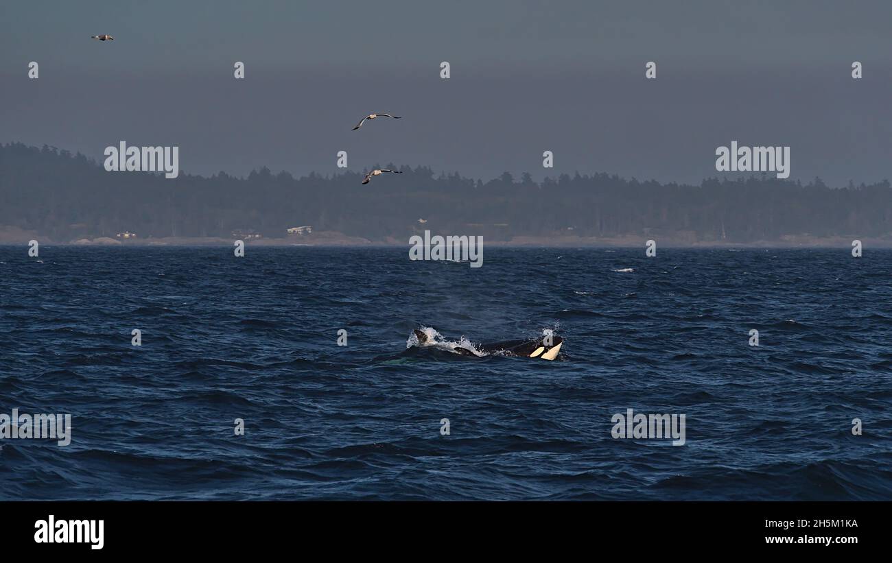 Two black and white colored Orca whales emerging in the deep blue water ...