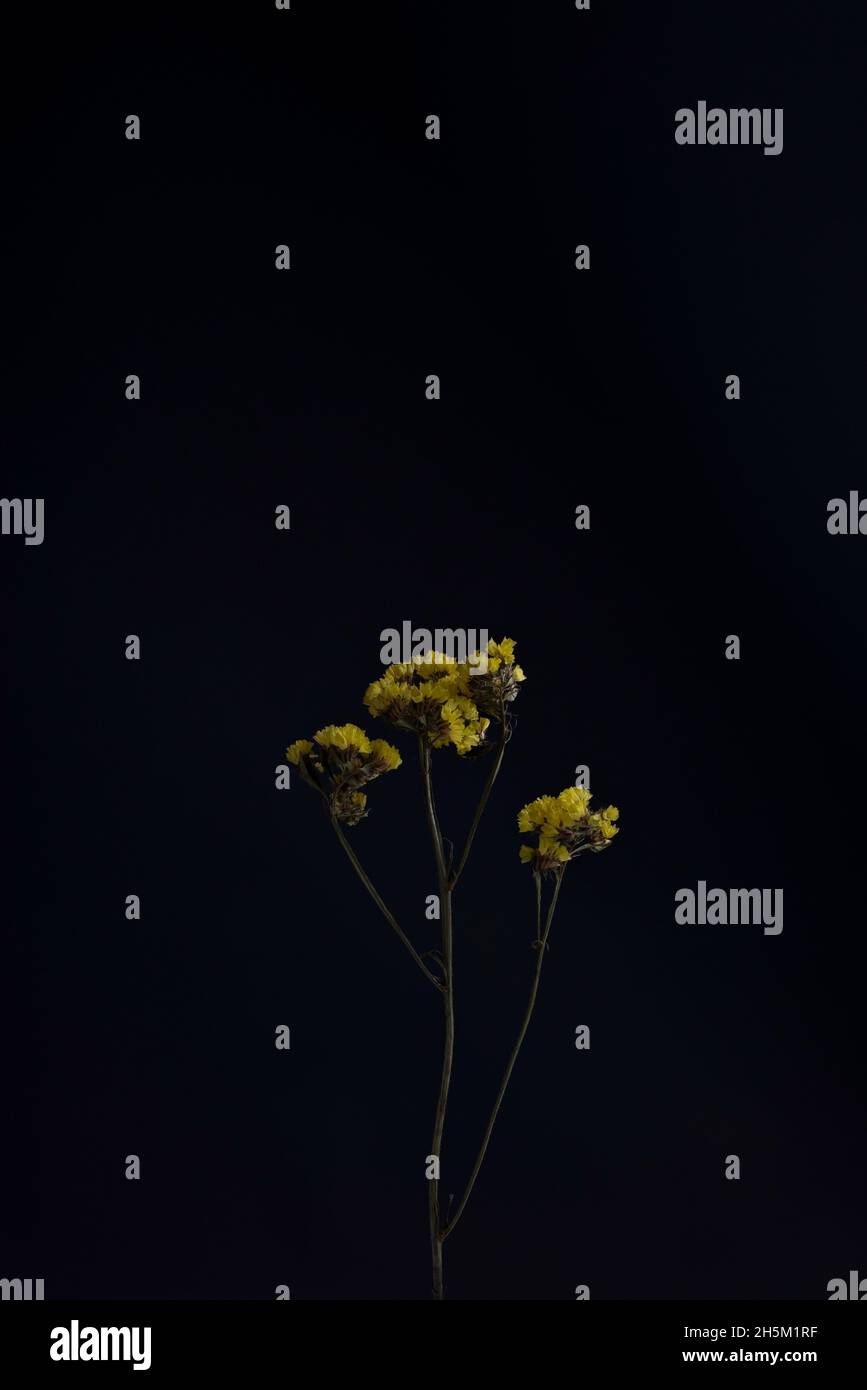 yellow dry flowers minimalism on a dark background Stock Photo