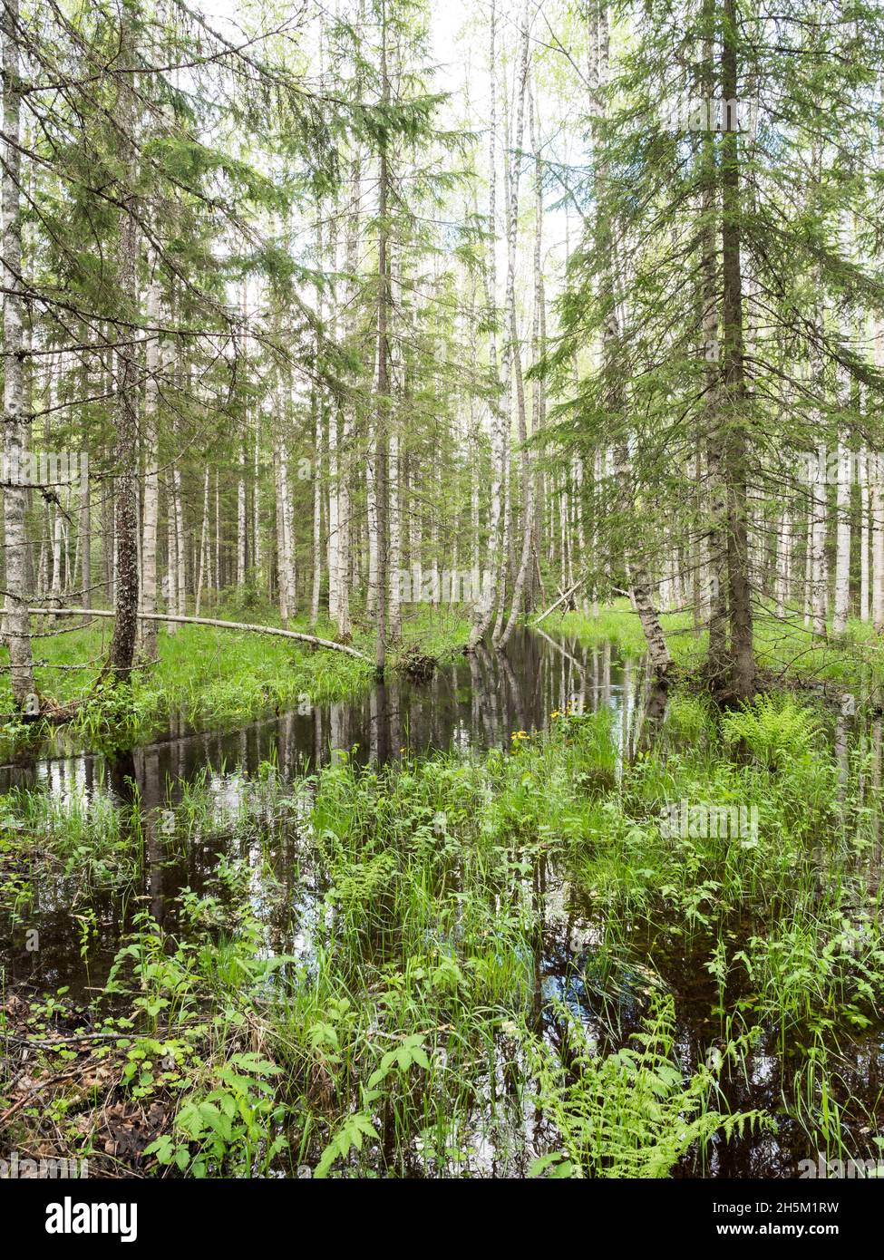 Flooding forest by a small river Stock Photo