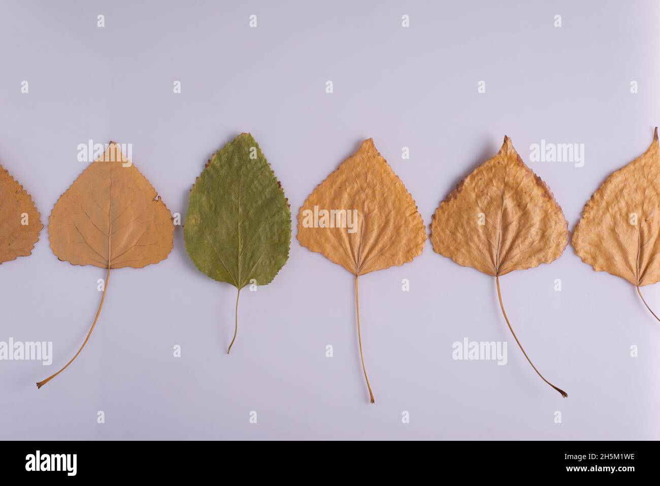 individuality concept leaves autumn yellow and one green on white background Stock Photo