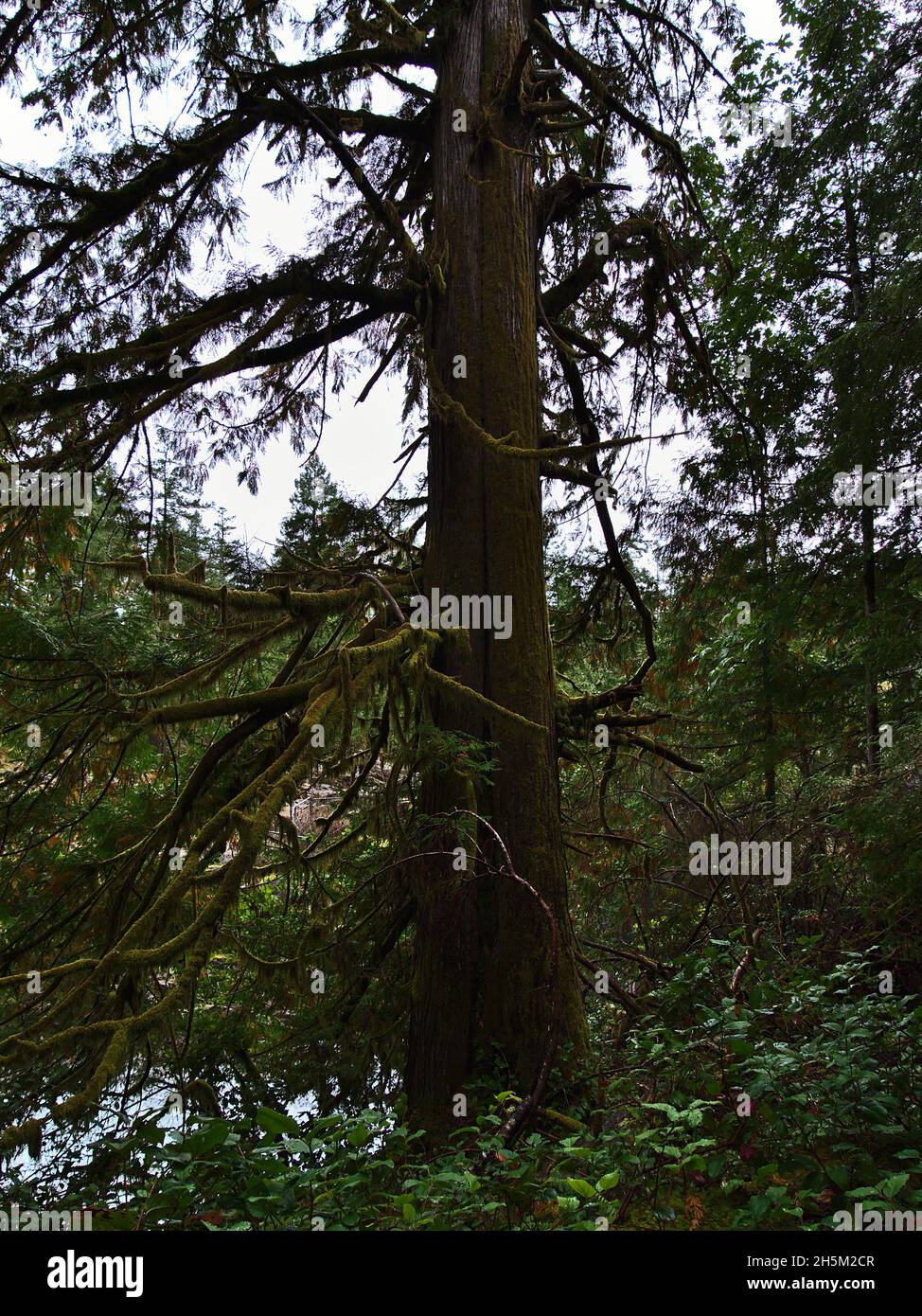 View of old Douglas fir tree with moss-covered trunk and branches in forest at Little Qualicum Falls Provincial Park on Vancouver Island, BC, Canada. Stock Photo