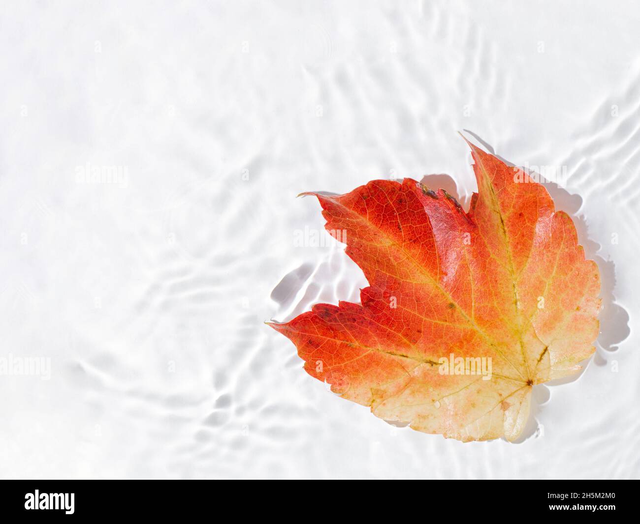Autumn leaf floating on the water Stock Photo