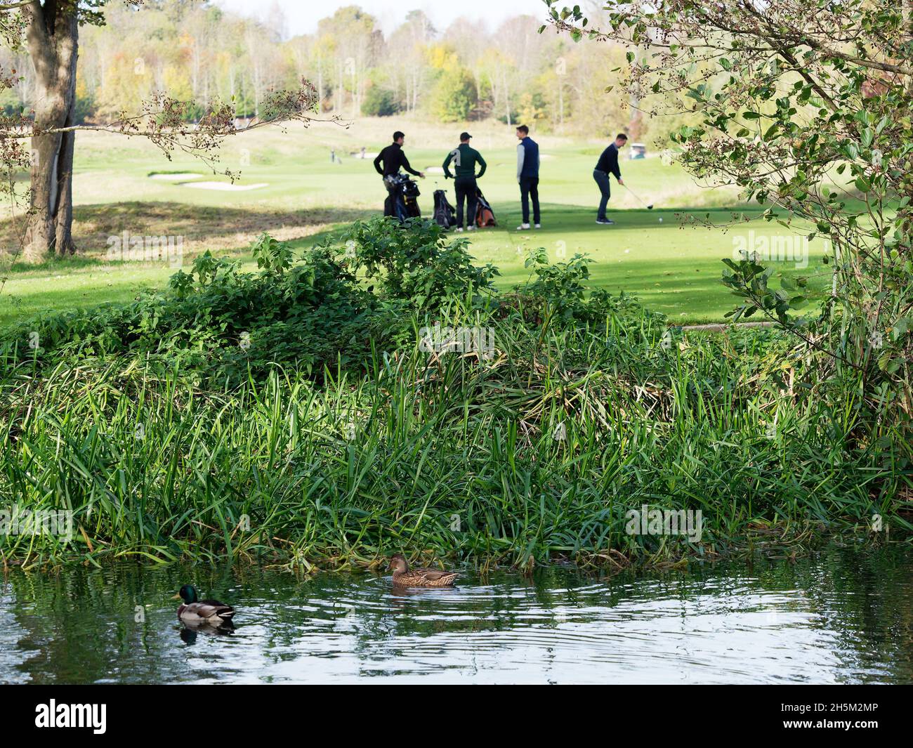 View of golfers preparing to tee off in the golf course at The Grove Hotel alongside the River Gade in Watford UK Stock Photo