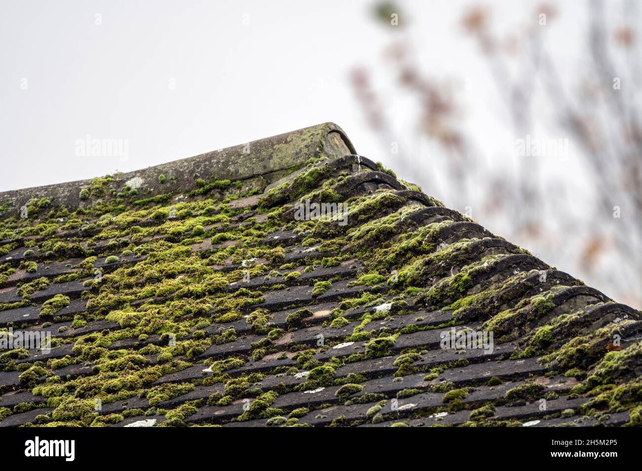 moss growing on roof tiles Stock Photo