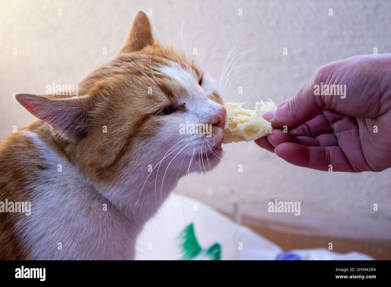 Cat eating bread, woman feeds the stray cat with bread. Stock Photo