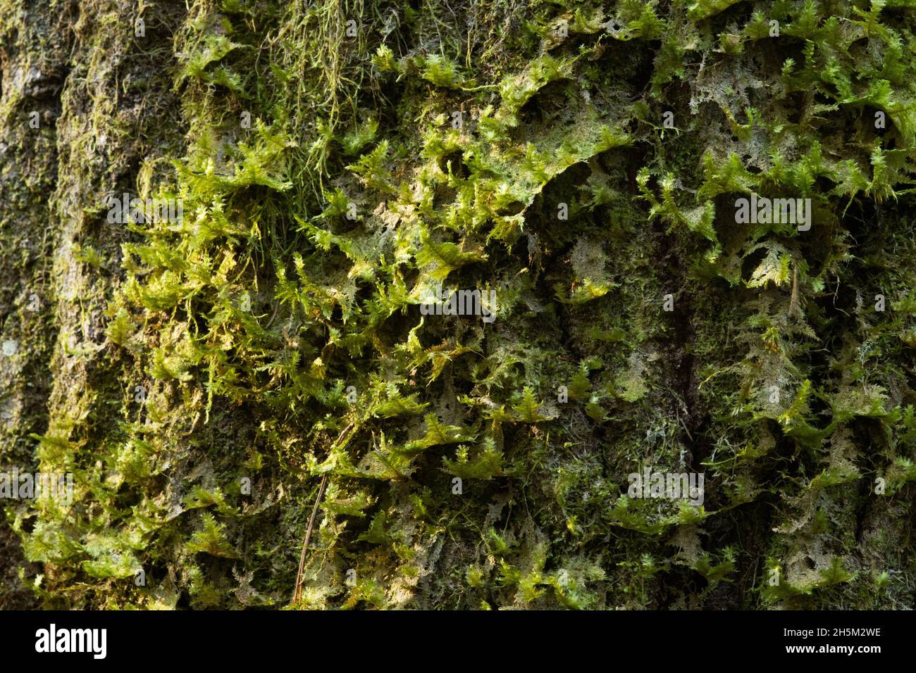 Close-up of a Neckera pennata growing on an Aspen bark in an old-growth forest. Neckera pennata is a species of moss belonging to the family Neckerace Stock Photo