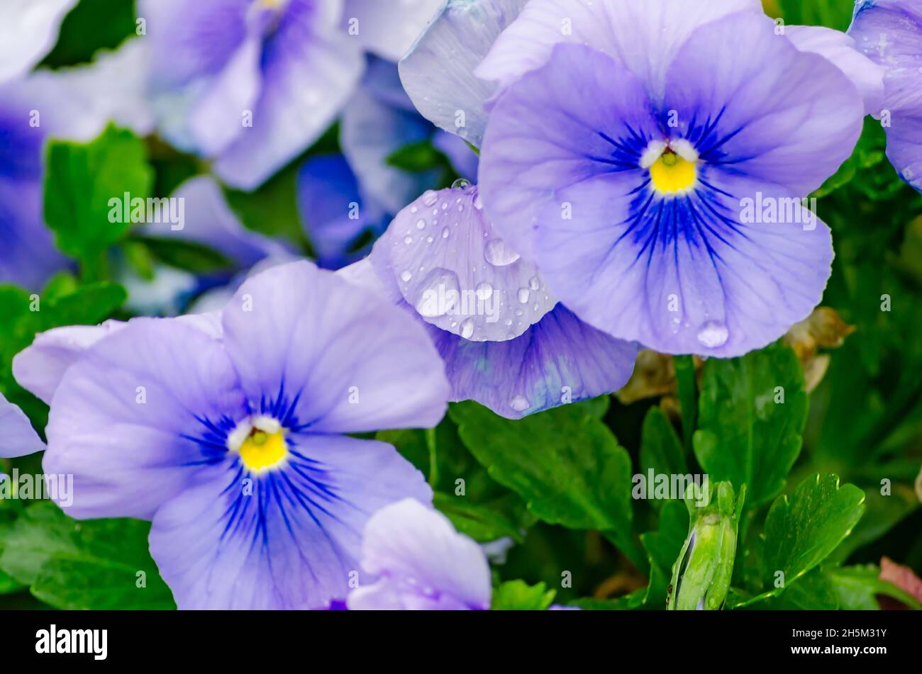 Pansies and violets hires stock photography and images Alamy