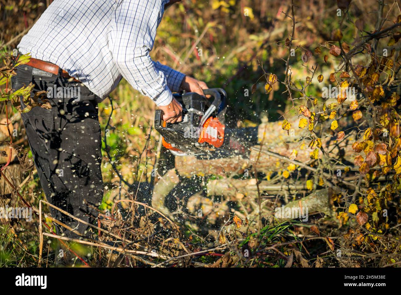 Figure of a man cutting trees and bushes with a petrol chainsaw to ...