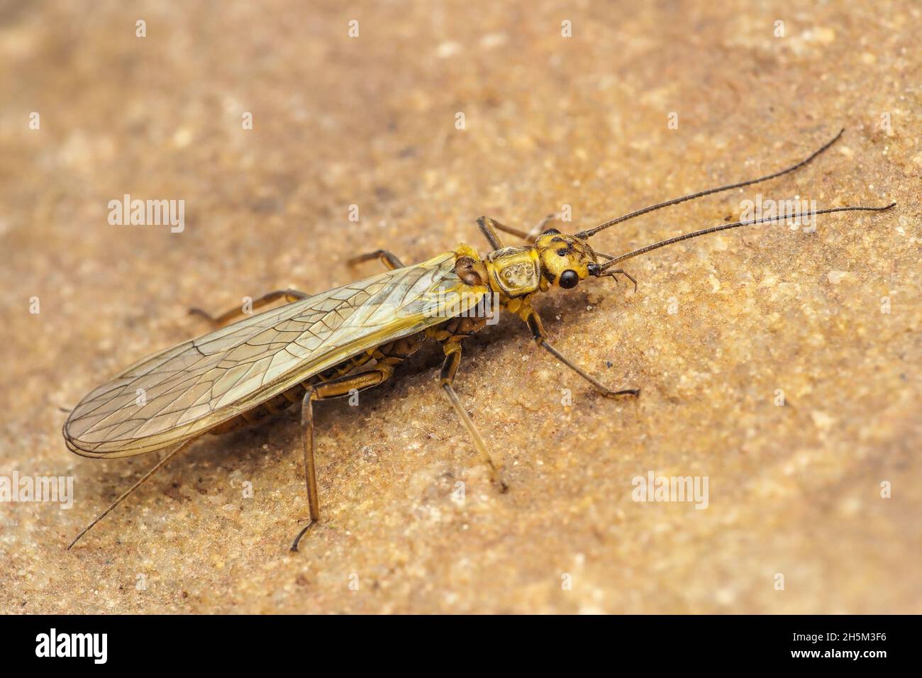 Stonefly hi-res stock photography and images - Alamy