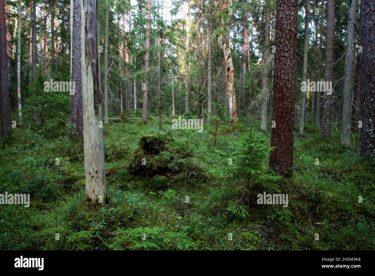 An Estonian old-growth forest with decaying and old trees during a summer evening. Stock Photo