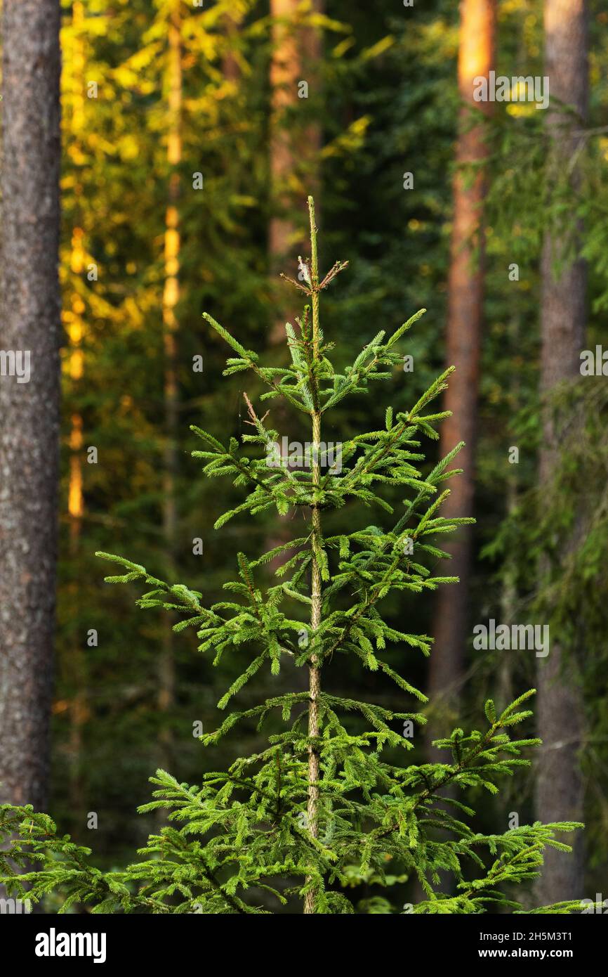 A small Norway spruce, Picea abies growing in Estonian boreal forest. Stock Photo