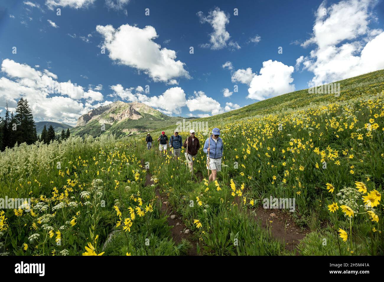 Hikers, wildflowers and Gothic Mountain (12,631 ft.), Rustler Gulch Trail, Gunnison National Forest, near Crested Butte, Colorado USA Stock Photo